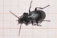 Abax parallelepipedus