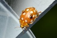 Halyzia sedecimguttata