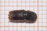 Ips sexdentatus