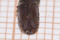 Ips sexdentatus