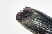 Ips sexdentatus