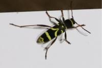 Clytus arietis