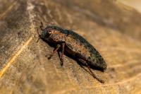 Dicerca berolinensis