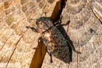 Dicerca berolinensis