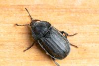 Silpha tristis