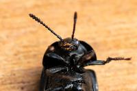 Silpha tristis