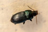 Harpalus dimidiatus