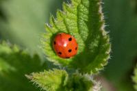 Coccinella septempunctata
