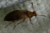 Anaspis maculata