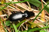 Pterostichus madidus