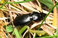 Pterostichus madidus