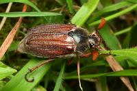 Melolontha melolontha