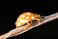 Halyzia sedecimguttata