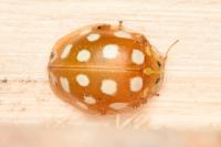 Halyzia sedecimguttata