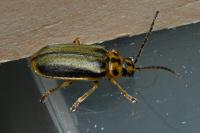Xanthogaleruca luteola