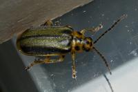 Xanthogaleruca luteola