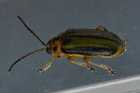 Xanthogaleruca luteola