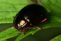 Chrysolina bankii