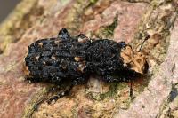 Platyrhinus resinosus