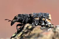 Platyrhinus resinosus