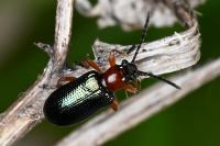 Oulema melanopus/duftschmidi