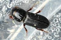 Pleurophorus caesus