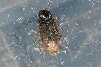 Helophorus