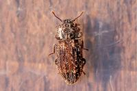 Endophloeus markovichianus