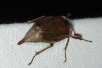 Melolontha melolontha