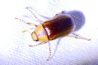 Rhizotrogus aestivus