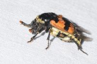 Nicrophorus vespillo
