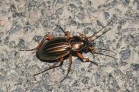 Carabus auratus