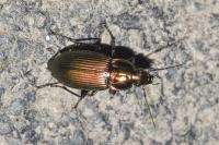 Poecilus cupreus