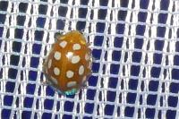 Halyzia sedecimguttata