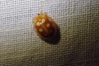 Halyzia sedecimguttata