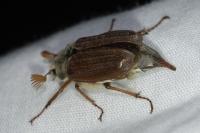 Melolontha melolontha