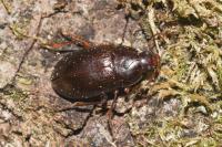 Nalassus laevioctostriatus