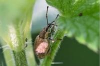 Peritelus sphaeroides