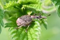 Peritelus sphaeroides