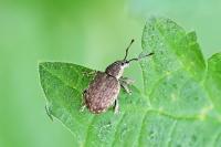 Peritelus sphaeroides