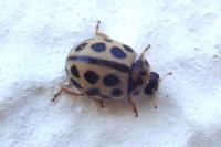 Tytthaspis sedecimpunctata