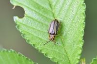 Xanthogaleruca luteola