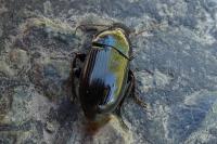 Harpalus dimidiatus