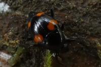 Scaphidium quadrimaculatum