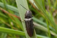 Cidnopus pilosus