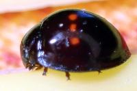 Chilocorus bipustulatus