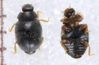 Scymnus rubromaculatus