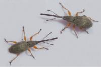 Rhopalapion longirostre