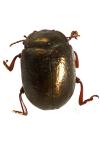 Chrysolina bankii