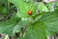 Coccinella septempunctata